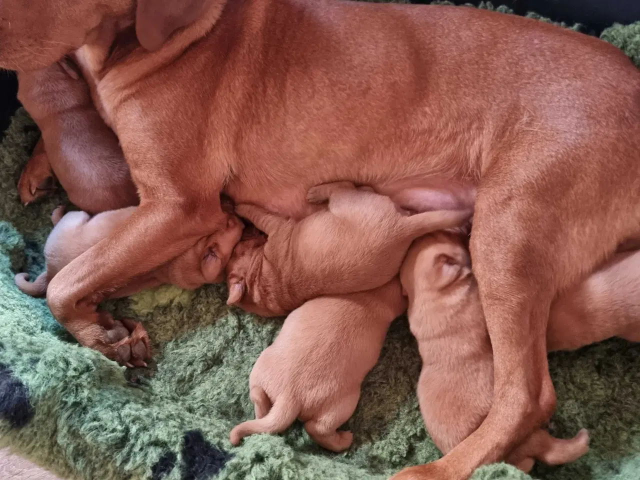 Billede 6 - Fox Red labrador 