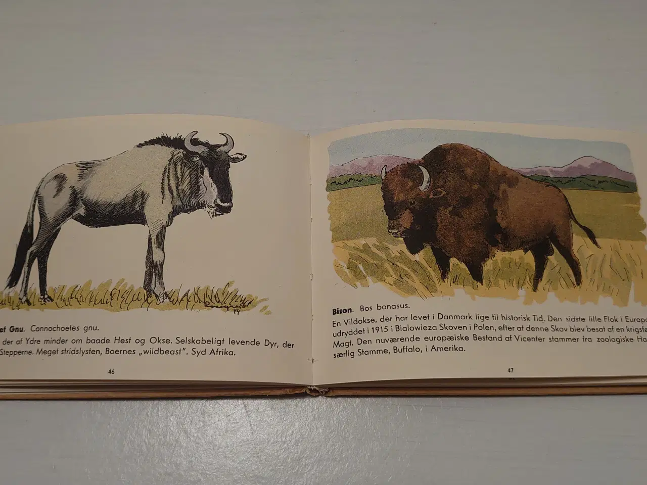 Billede 4 - Herluf Petersen:Rom´s Atlas over Pattedyr.Før 1948