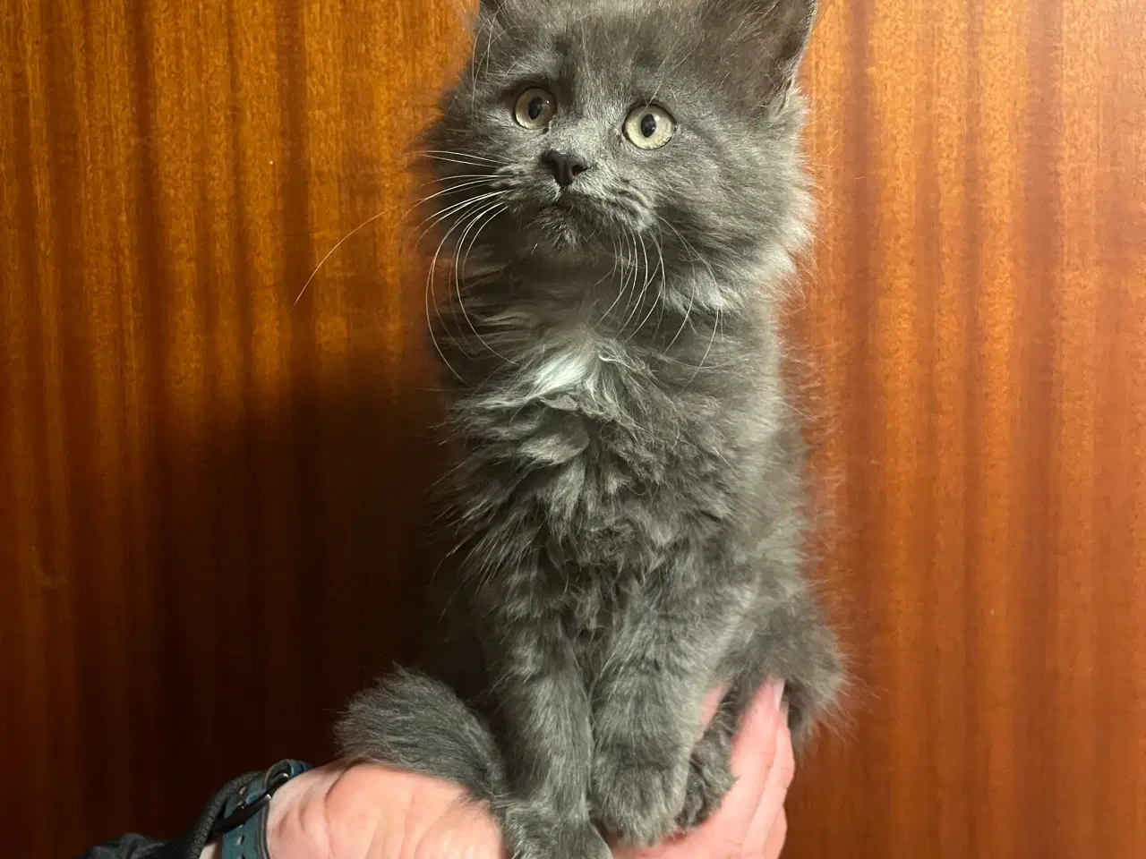 Billede 3 - Kun en blå pige tilbage. Klar nu