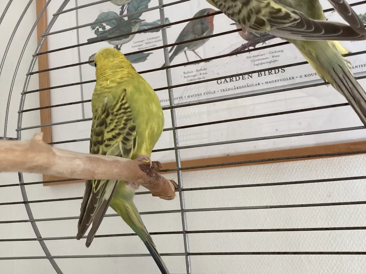 Billede 5 - Undulater 2 stk