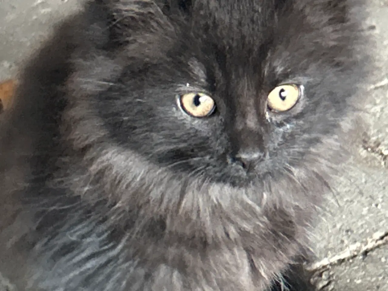 Billede 5 - Små søde blandings kattekillinger 