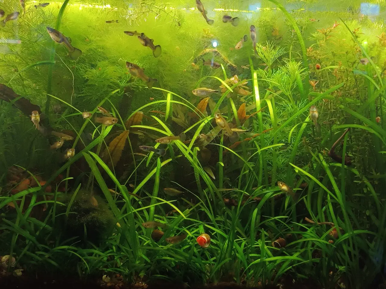 Billede 4 - Guppy blue moskow