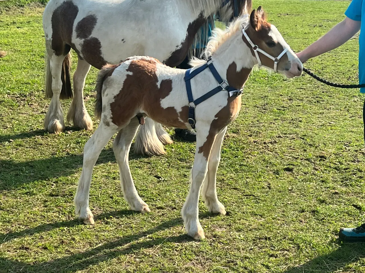 Billede 8 - Mini irish cob 