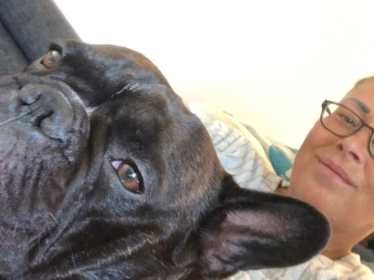 Billede 9 - Fransk bulldog parring