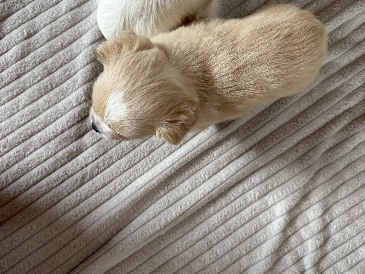 Billede 11 - hunde valpe