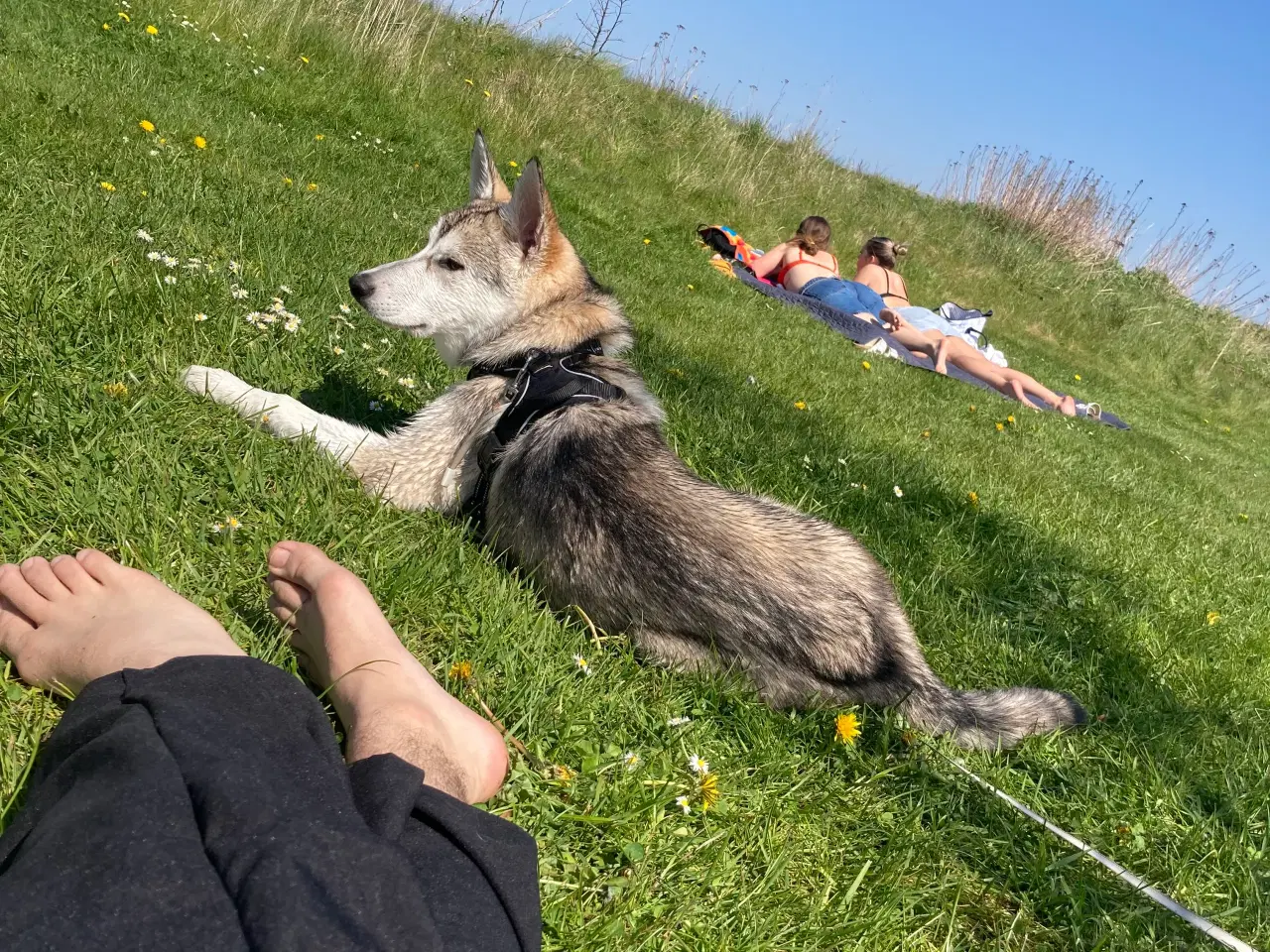 Billede 5 - Nova (Schæfer/Husky)