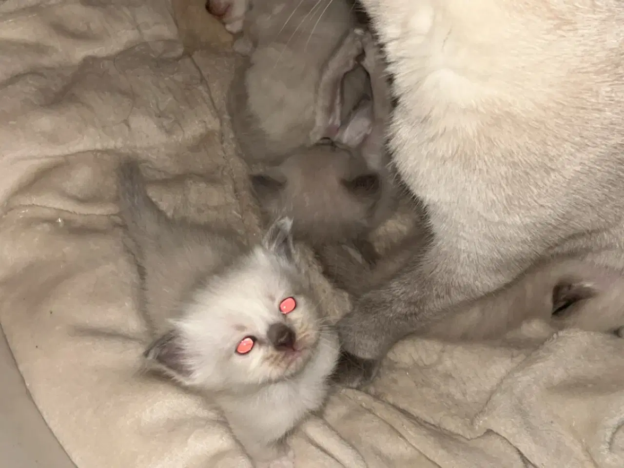 Billede 2 - Siameser/hellig Birma