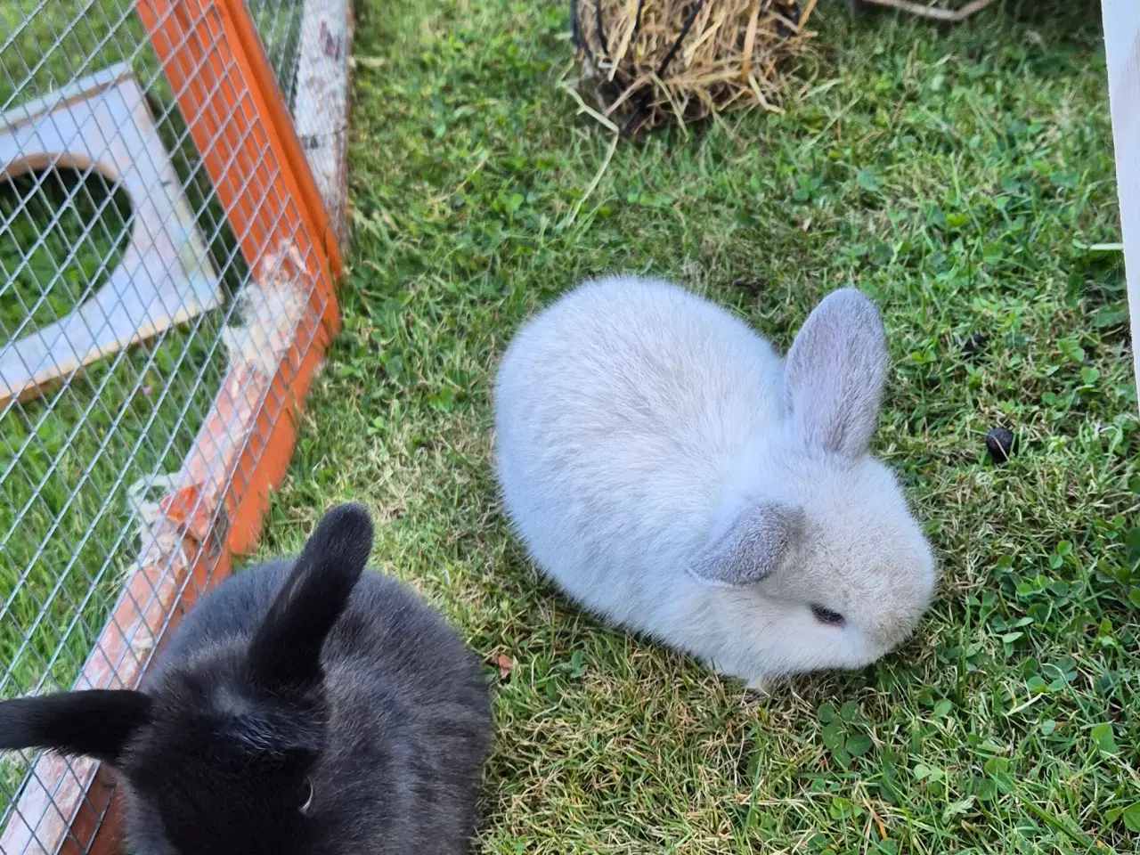 Billede 3 - Kaninunger mini lop 