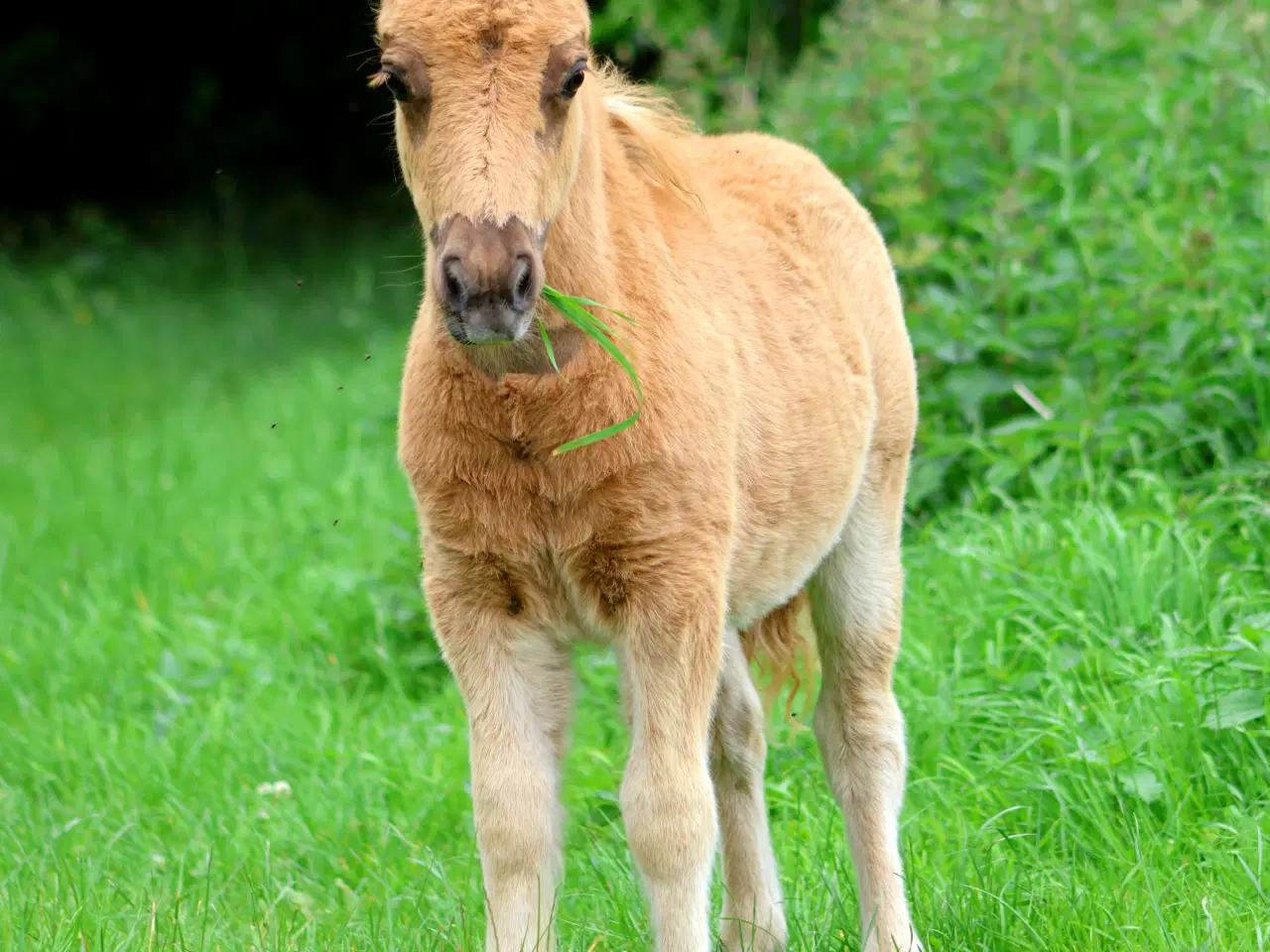 Billede 5 - palomino farvet shetlandspony hingsteføl, rødt pas