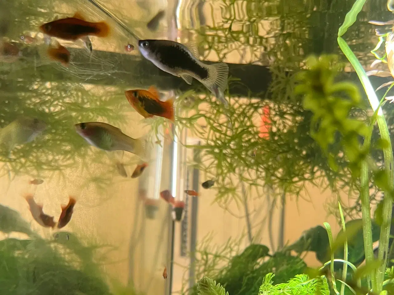 Billede 1 - Platy mix