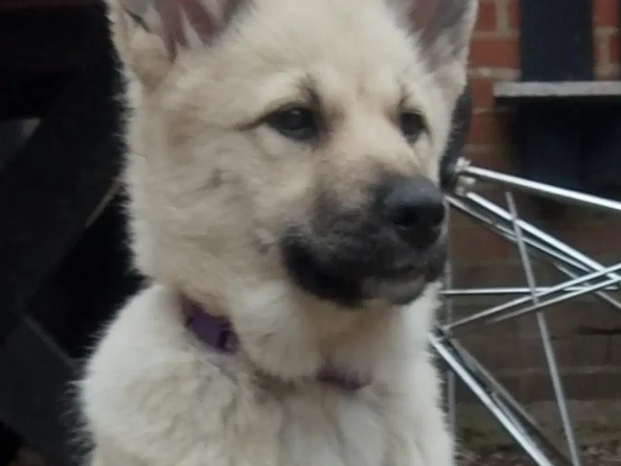 Billede 13 - Husky blandinger 