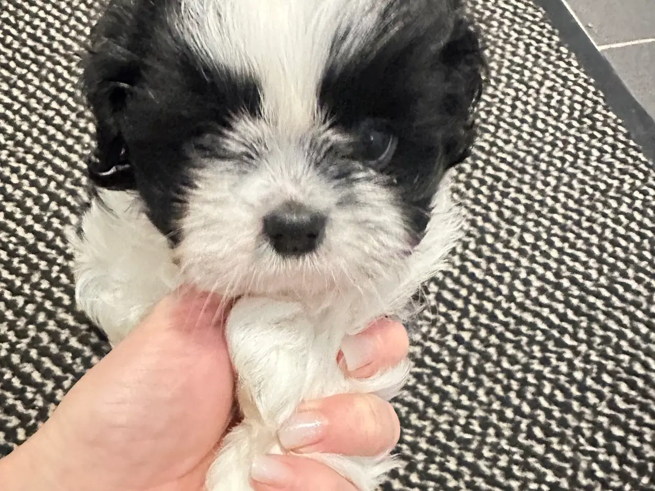 Billede 1 - Sød og allergivenlige Shih-Tzu hvalpe🐶