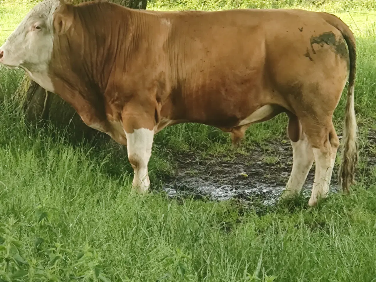 Billede 2 - Simmentaler Tyr 