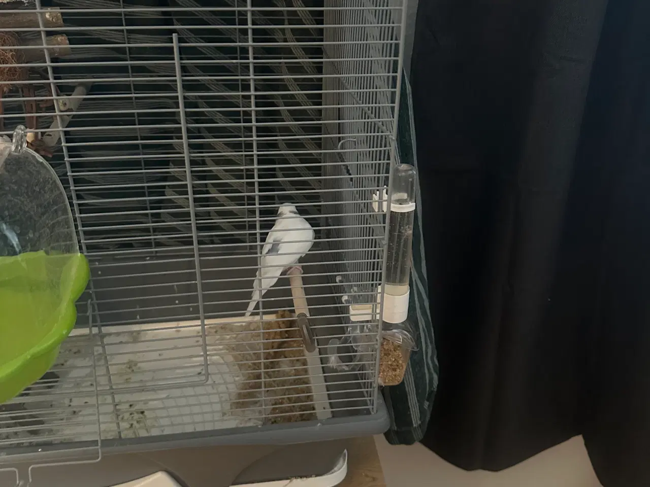 Billede 2 - Undulater sælges med bur