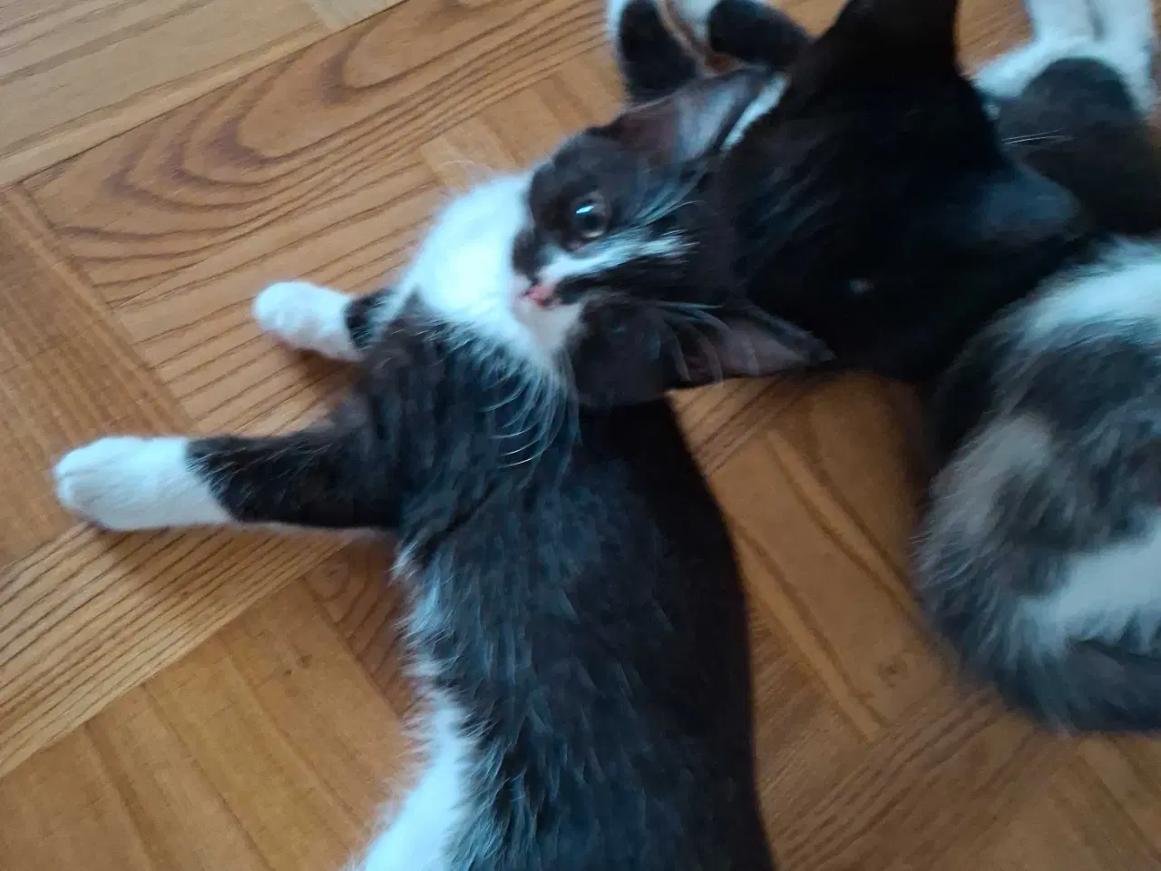 Billede 4 - Killinger - Mainecoone blanding