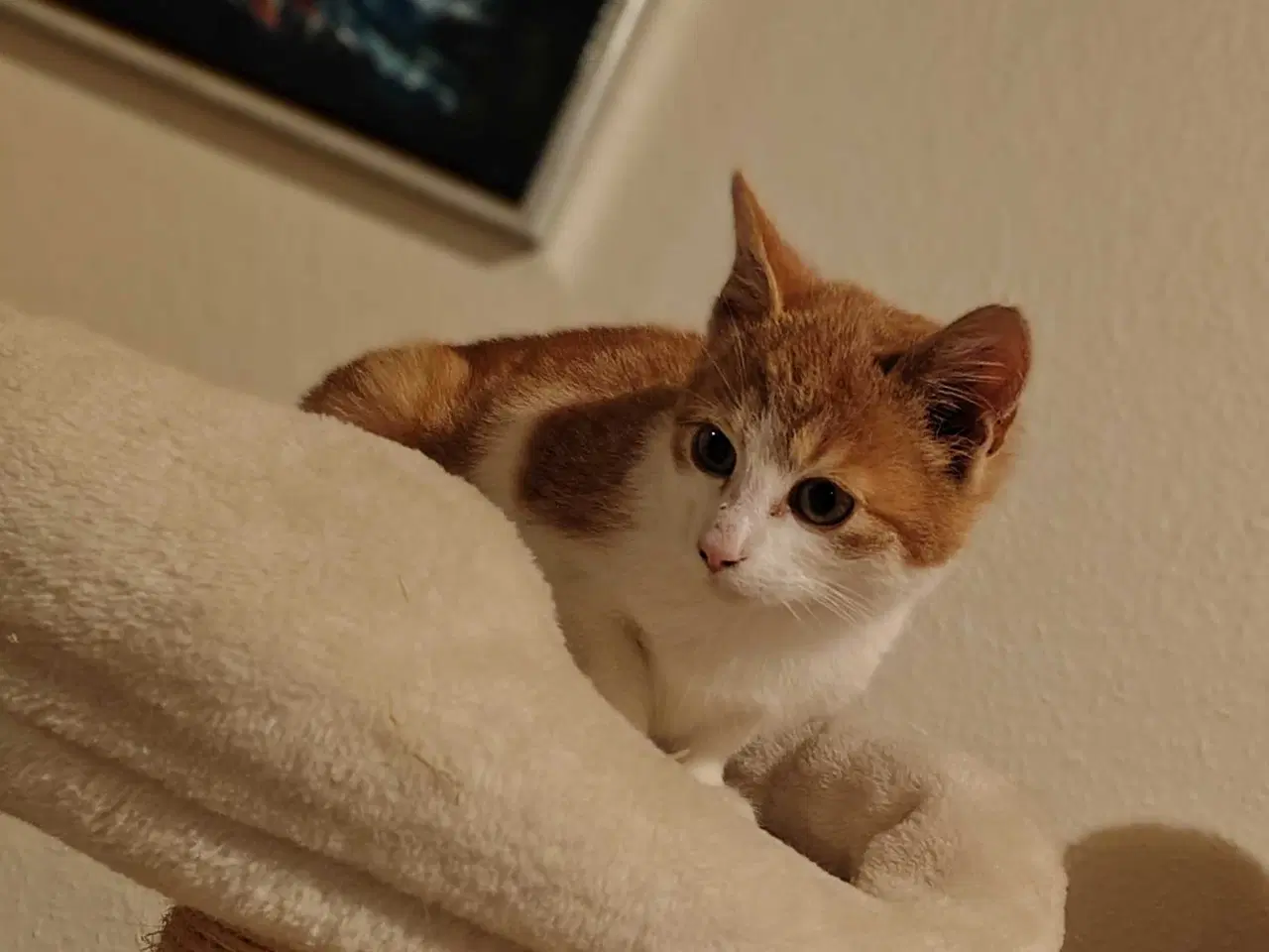 Billede 2 - To Maine Coon, blandings killinger 🐈