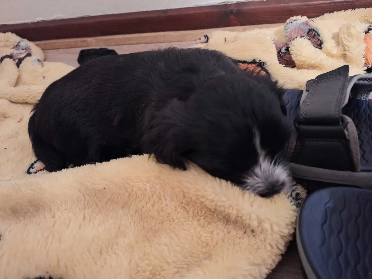 Billede 5 - Lhasa apso / malteser