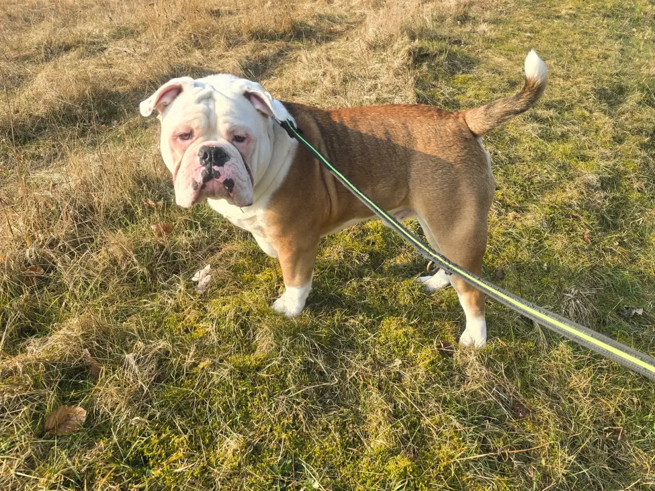 Billede 3 - Old english bulldog 