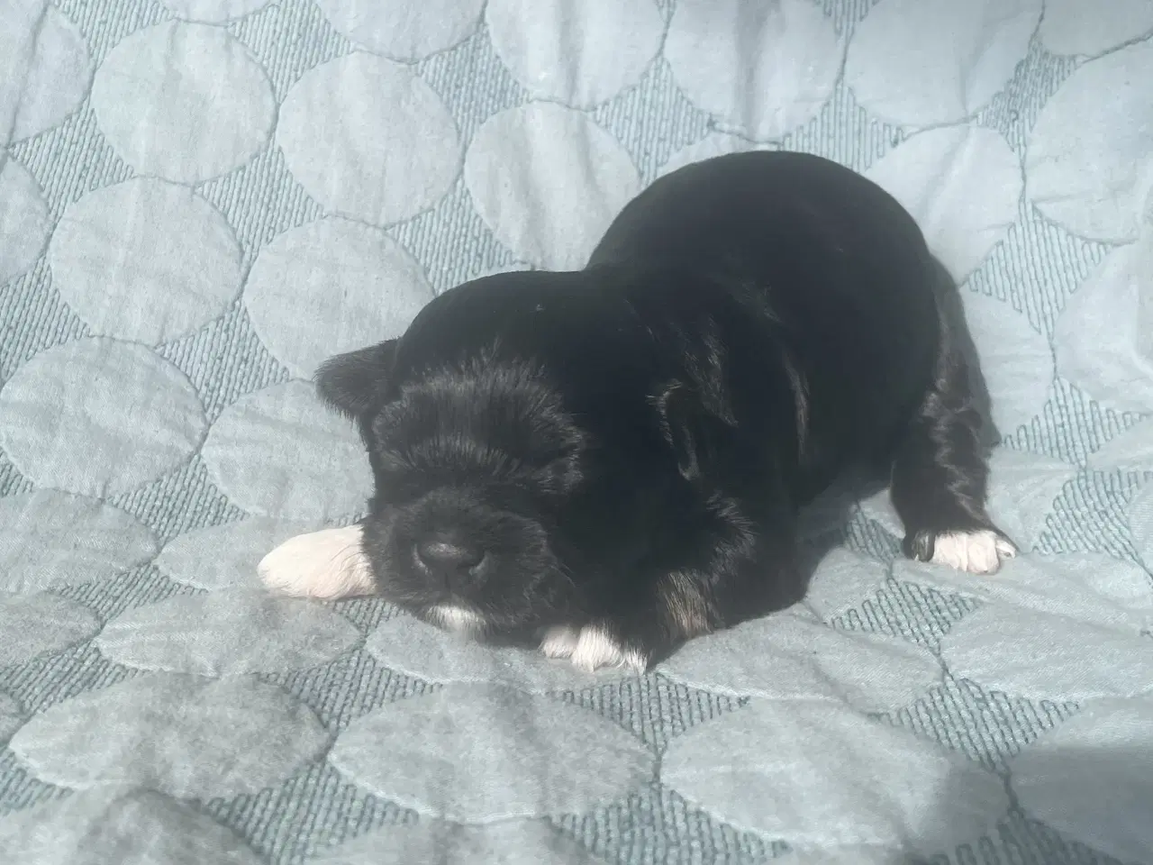 Billede 2 - Chokolade og sorte Bichon Havanais hvalpe