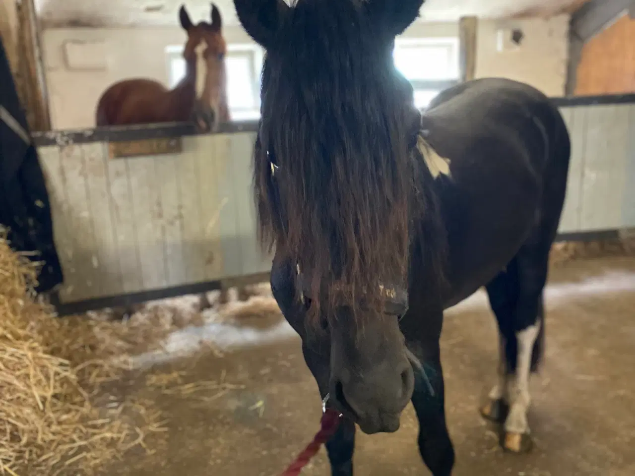 Billede 3 - Friser/pony krys