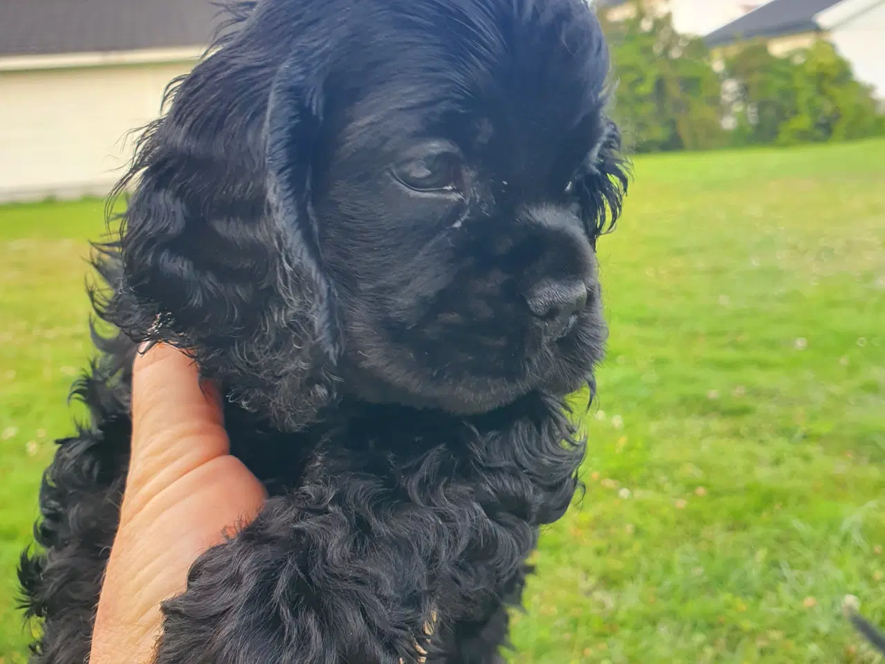 Billede 8 - Amerikansk cocker spaniel valper født 10 juni til 