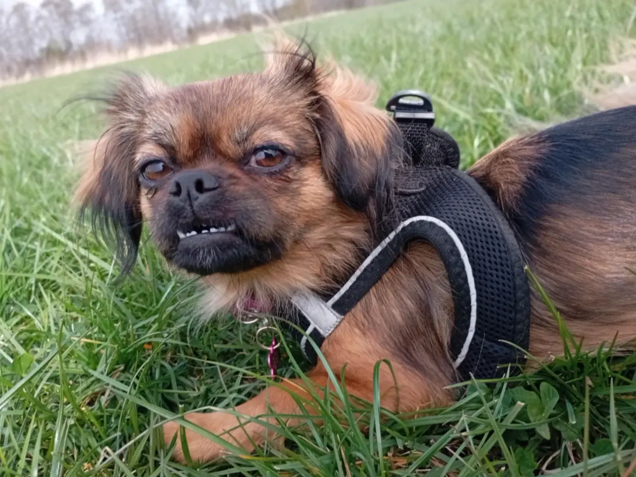Billede 3 - chihuahua pekingeser Blanding 