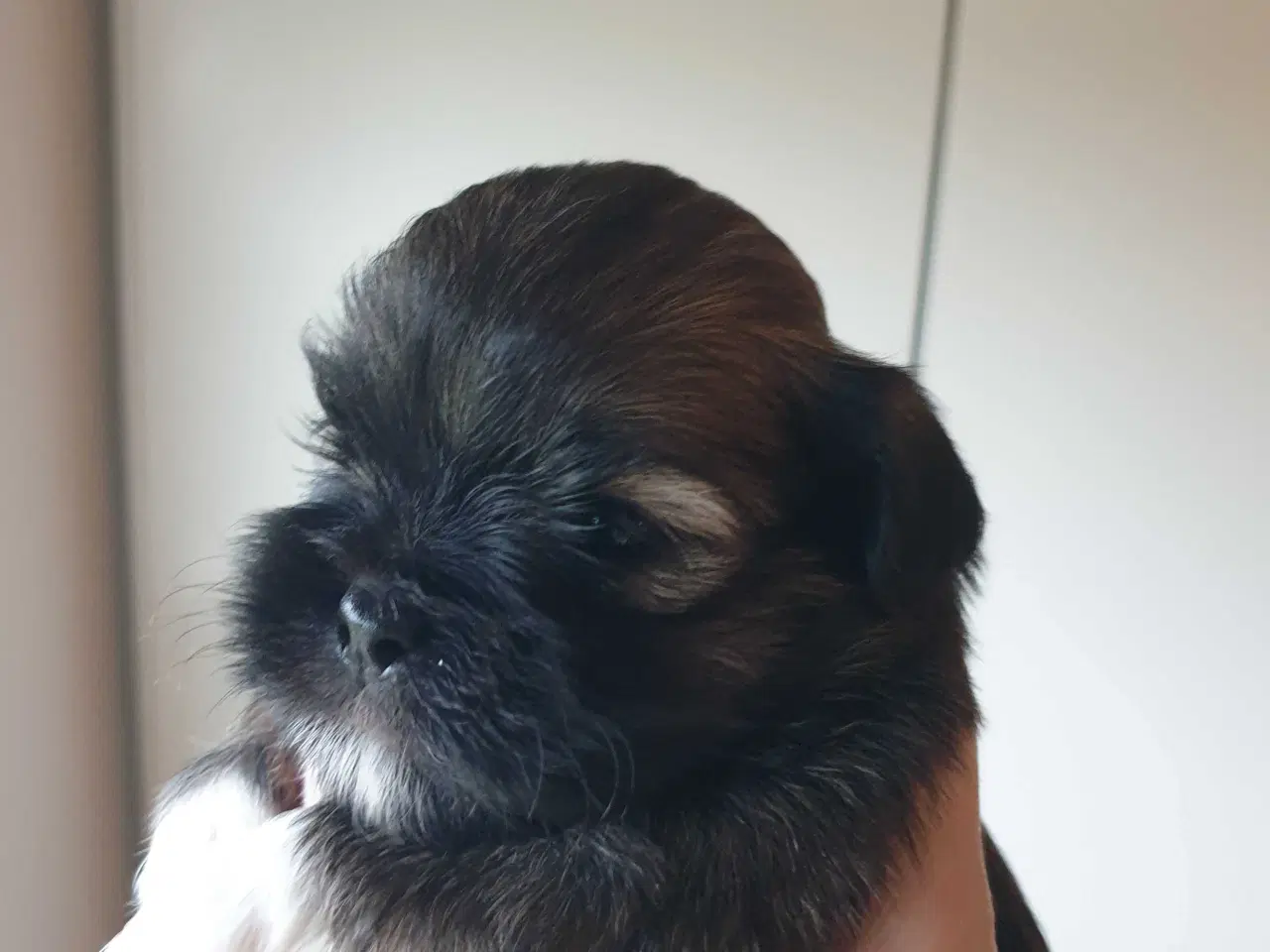 Billede 13 - Lhasa Apso - smukke Harley 🐾💕