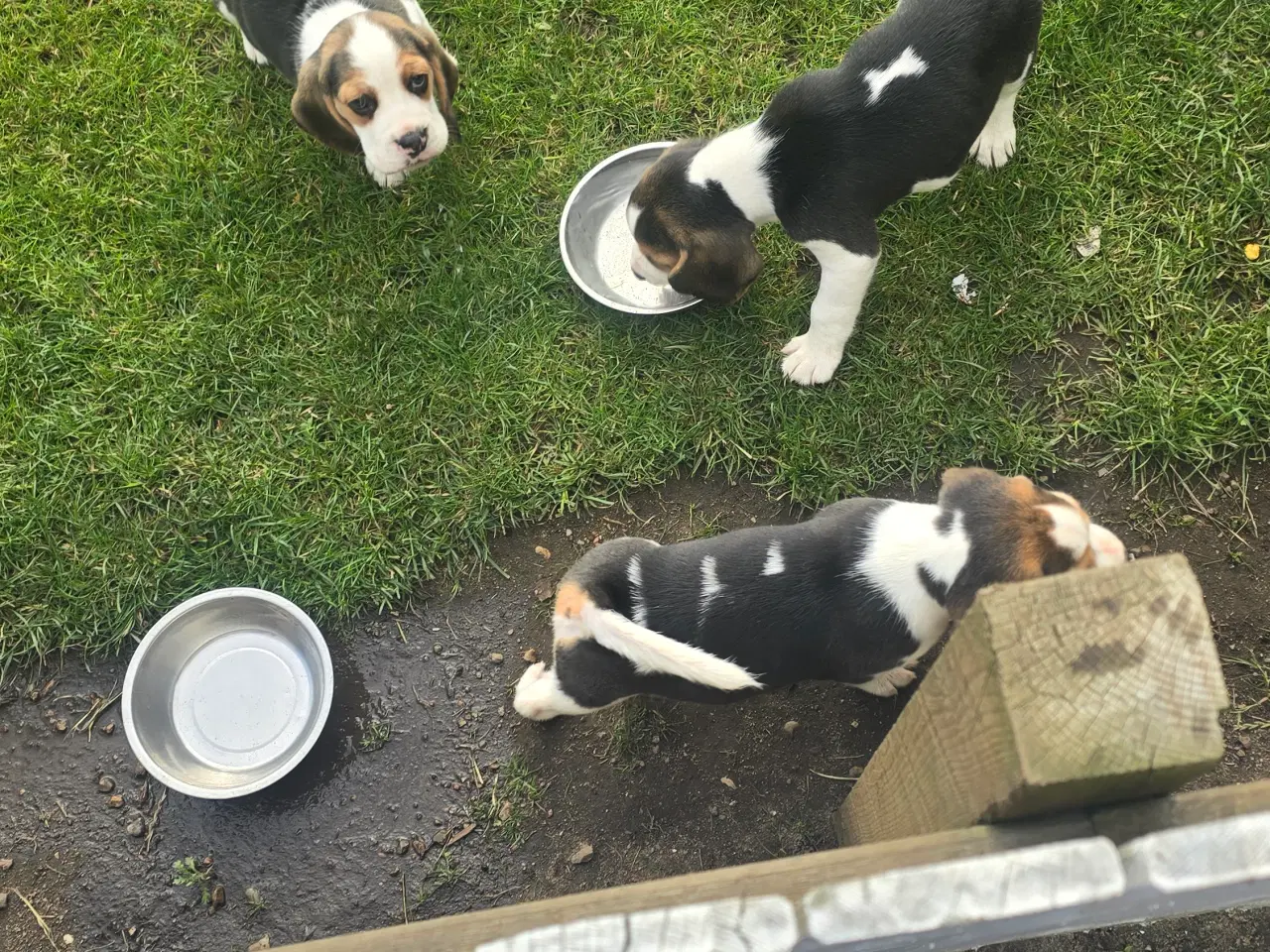 Billede 4 - Beagle tricolor