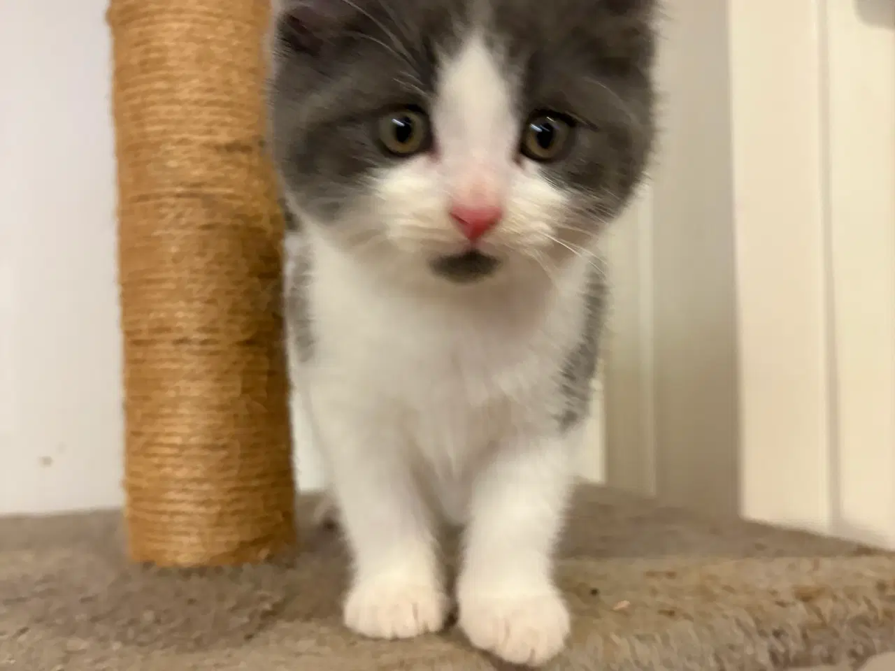 Billede 4 - Søde killinger søger nyt hjem