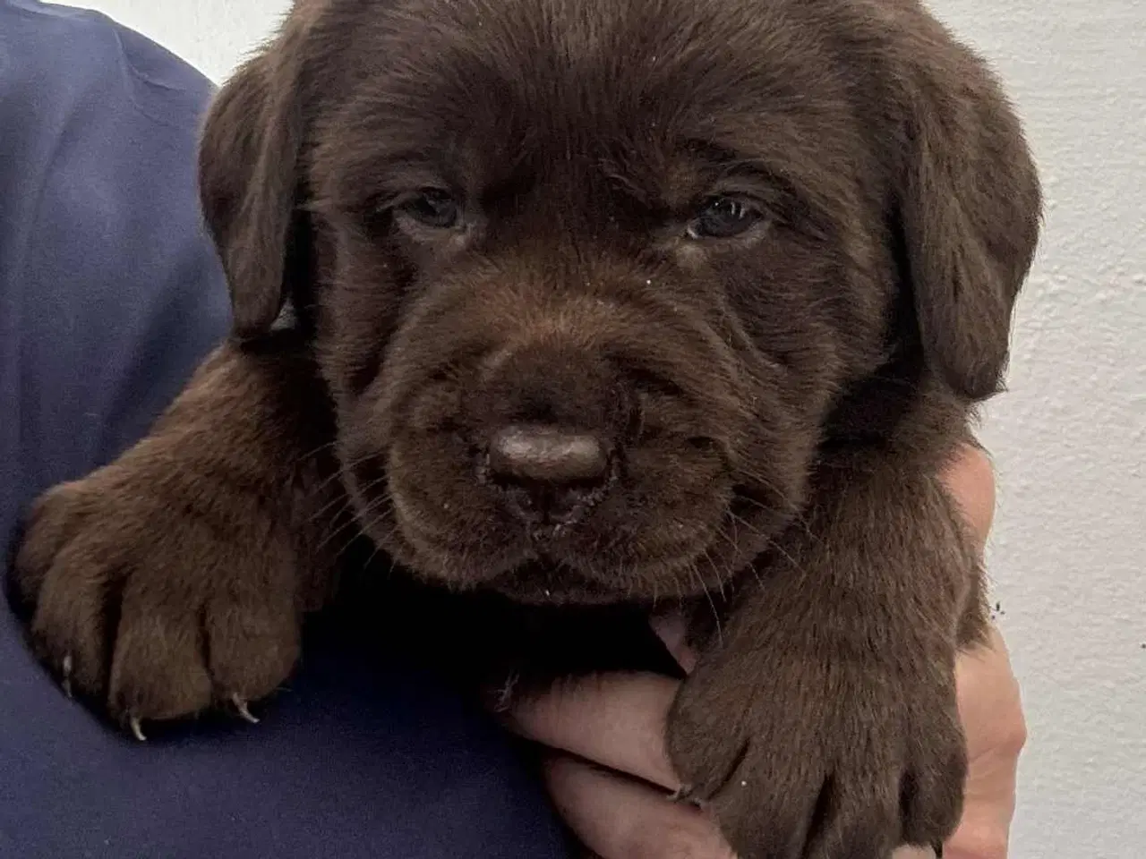 Billede 5 - Brune Labrador hvalpe med DKK stamtavle