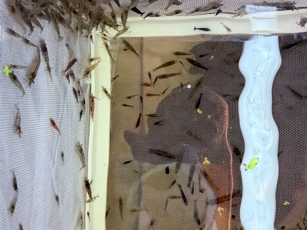 Billede 6 - Flotte mix akvarierejer