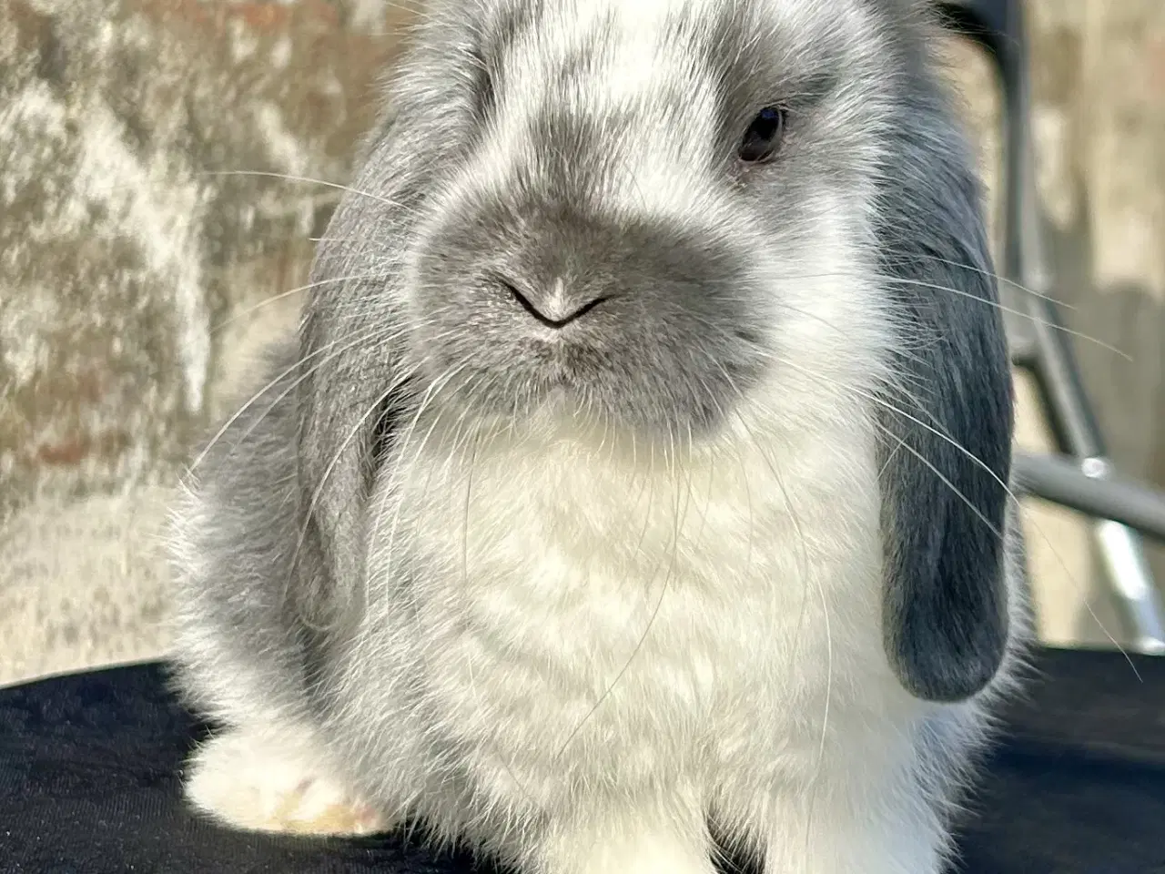 Billede 3 - Super søde kaninunger