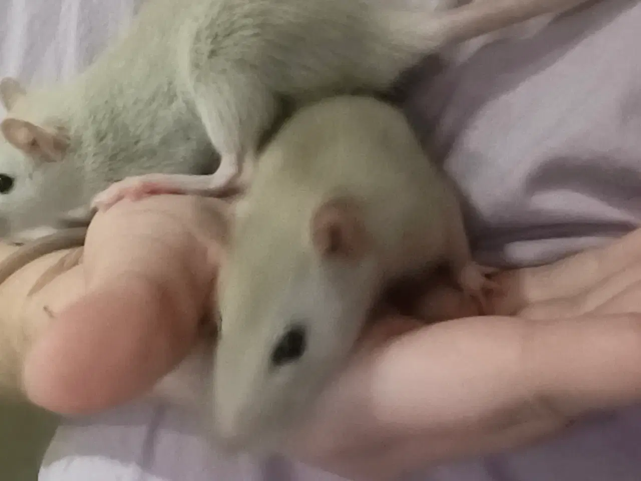 Billede 12 - Rotte piger søger nyt hjem 