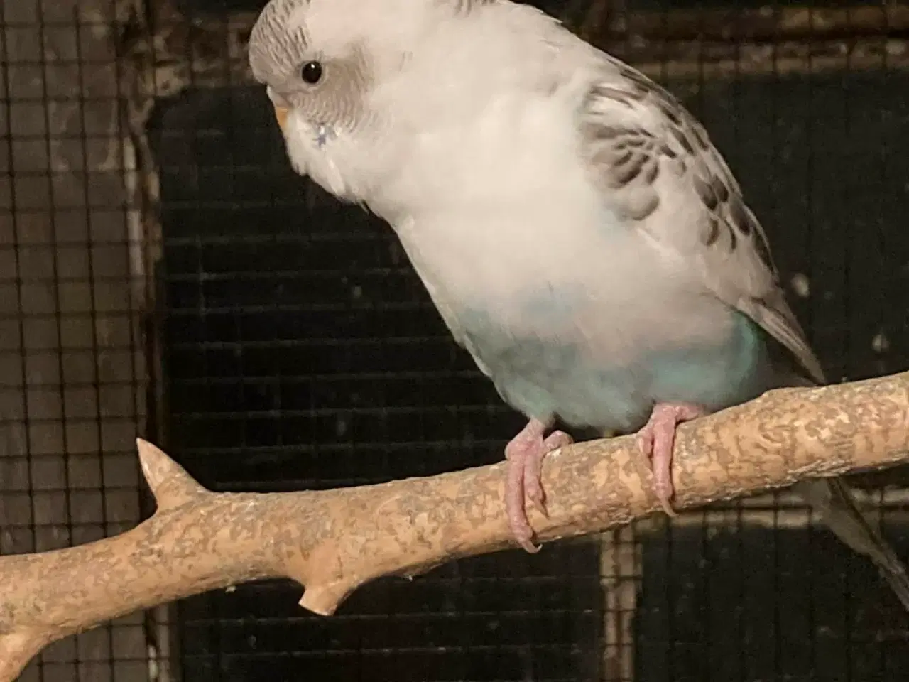 Billede 1 - Undulater unger