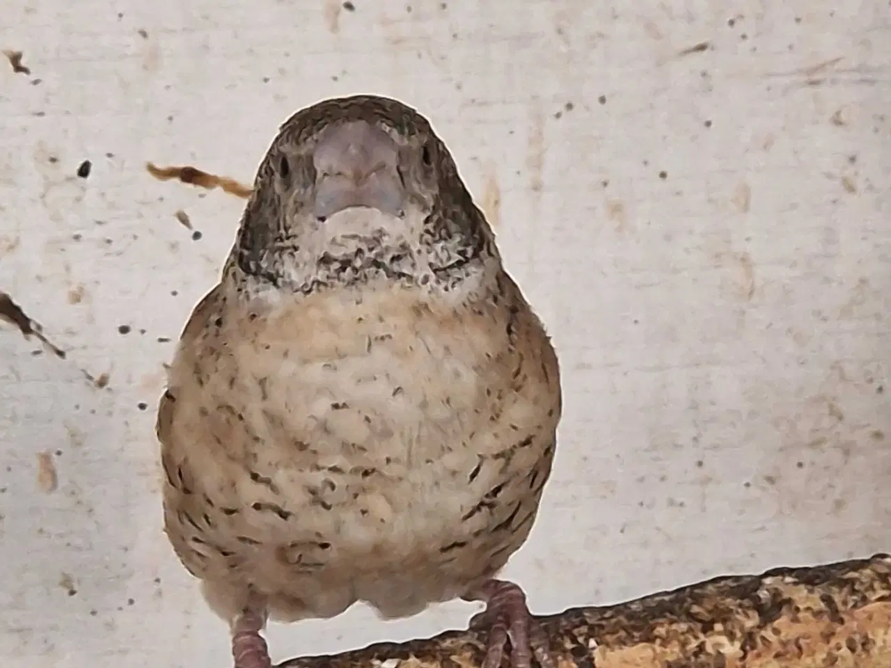 Billede 3 - Båndfinke