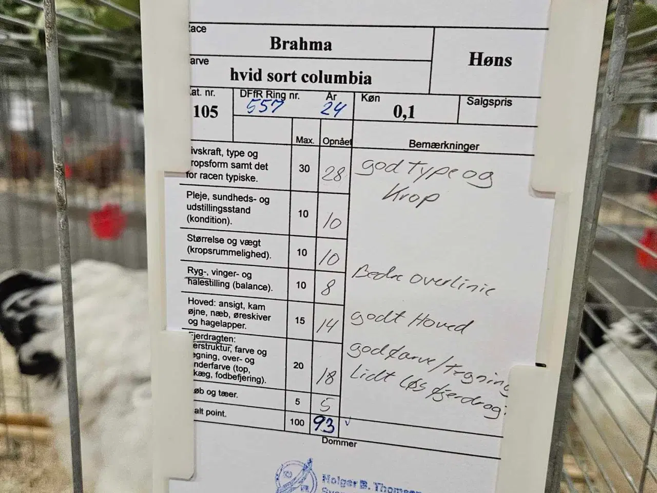 Billede 6 - Stor brahma kyllinger