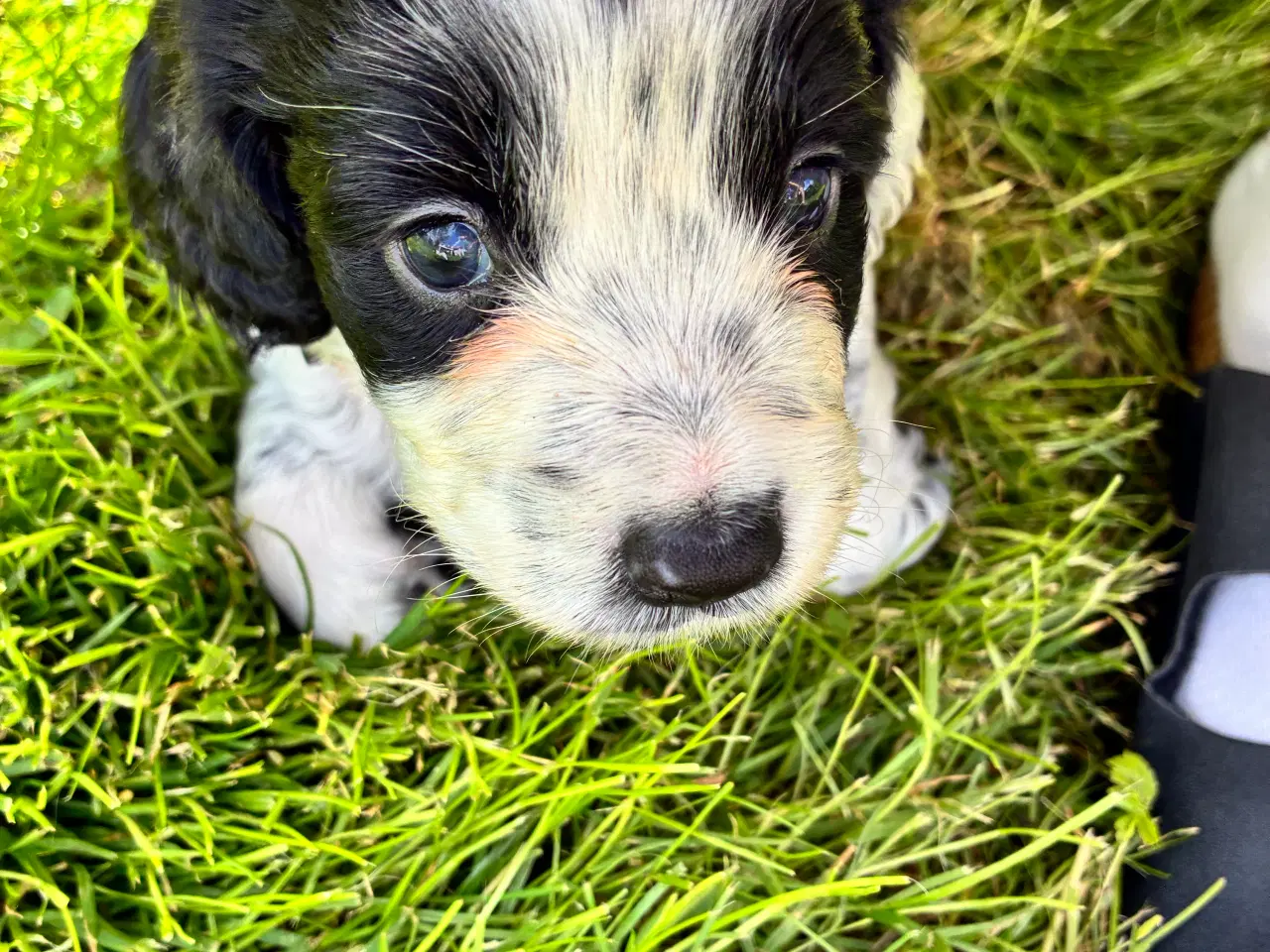 Billede 4 - F.t springer/F.t cockerspaniel 