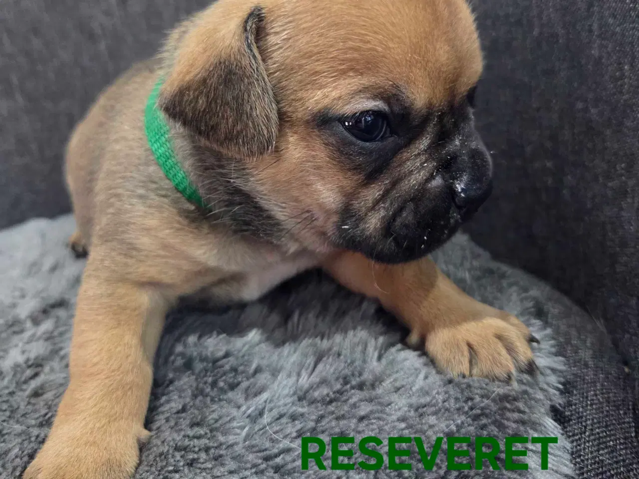 Billede 15 - Bullhuahua hvalpe 