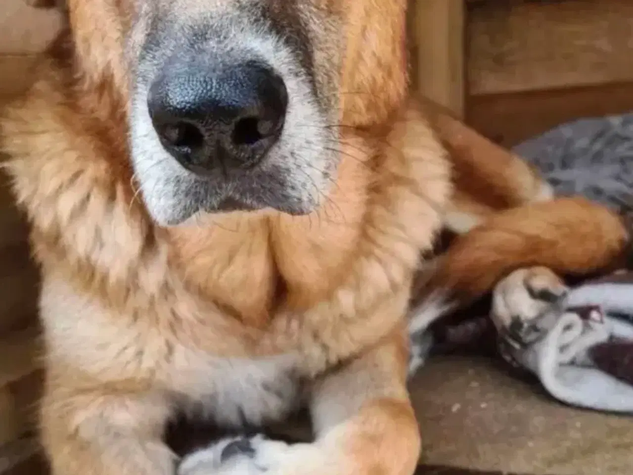 Billede 9 - Sara søger sit otium