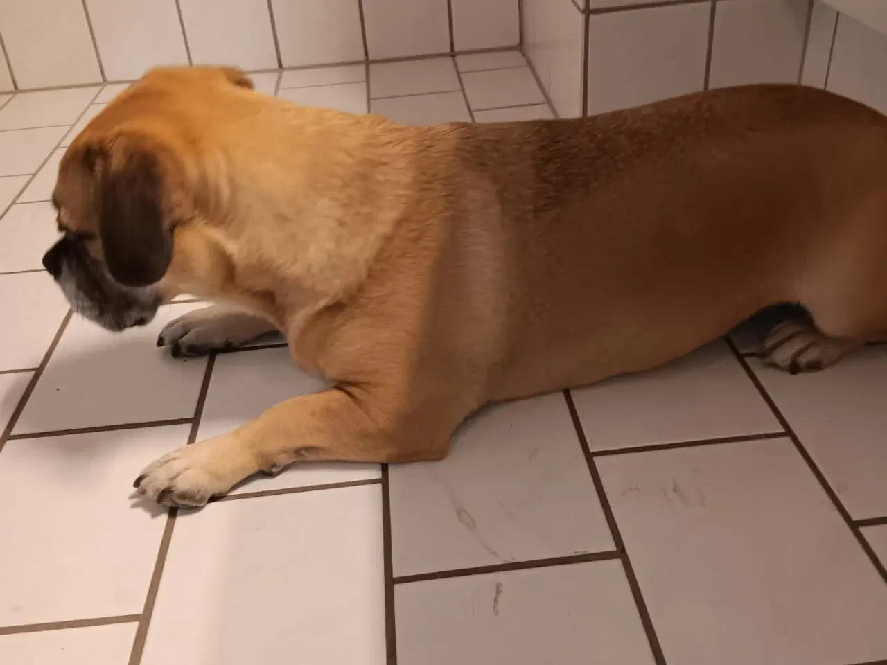 Billede 2 - Mops/Beagle
