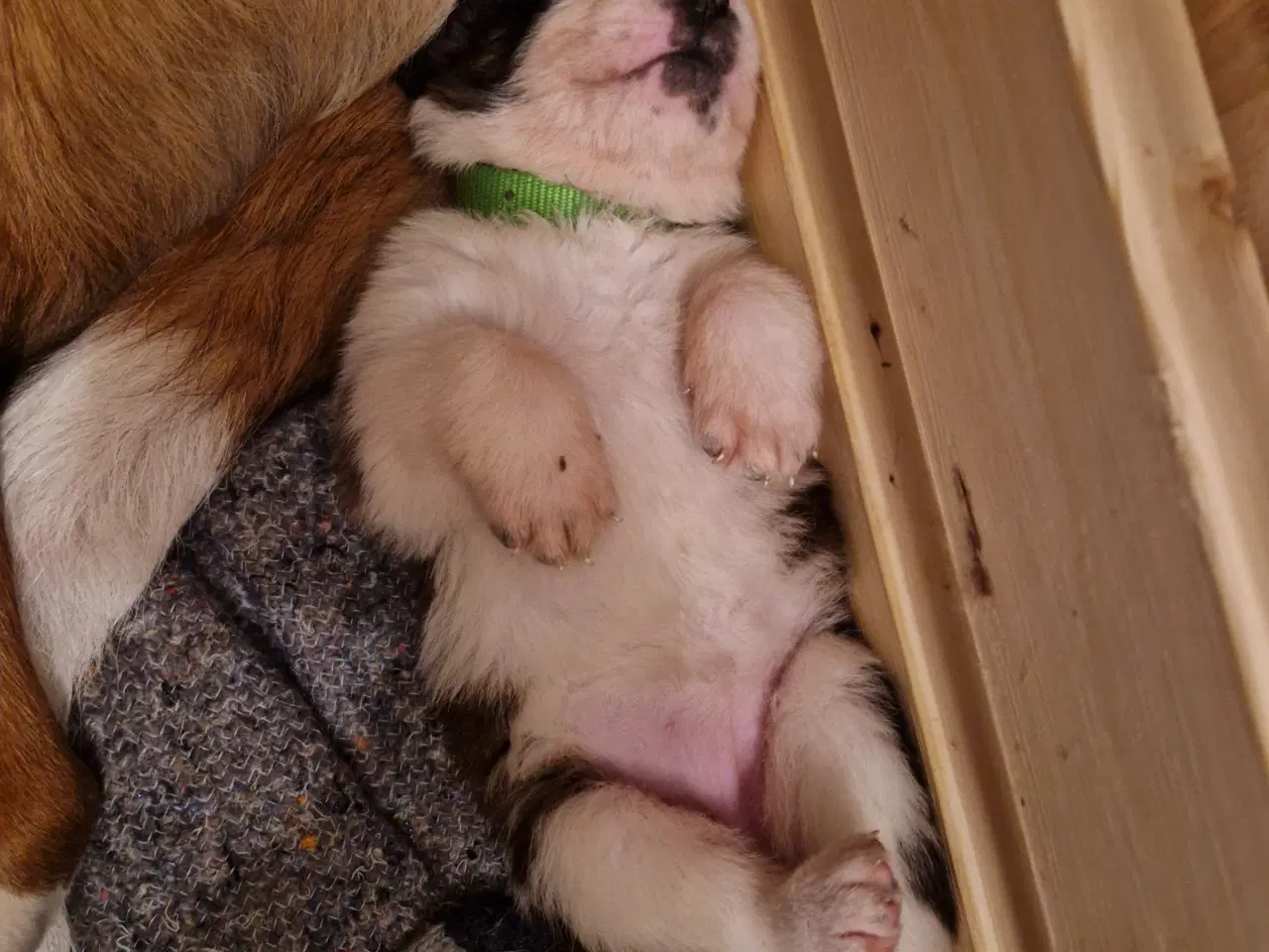 Billede 14 - 9 sankt bernhard hvalpe søg nyt hjem