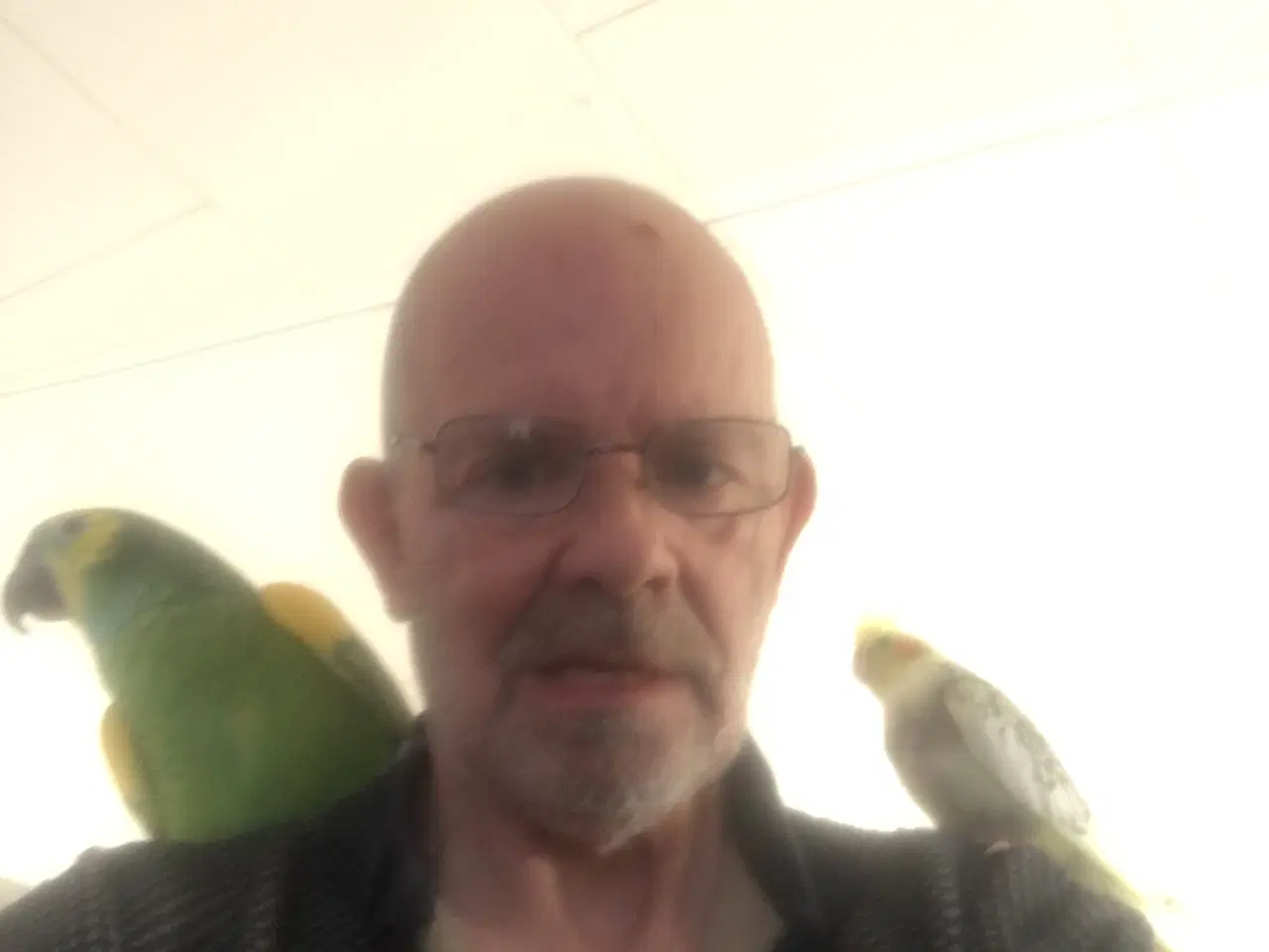 Billede 1 - Amazone papegøje 