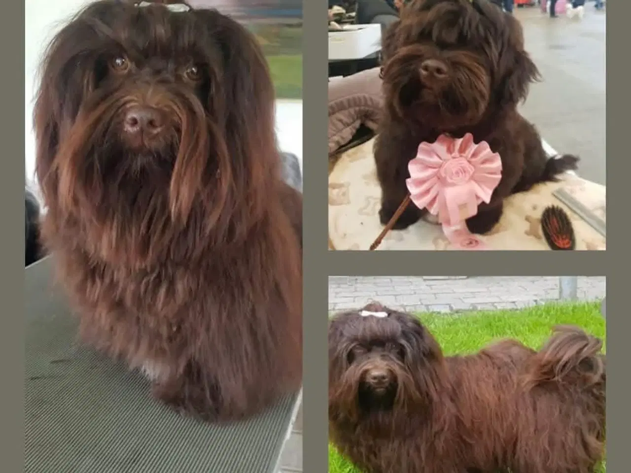 Billede 3 - Lækre choko og sorte Bichon Havanais-hvalpe