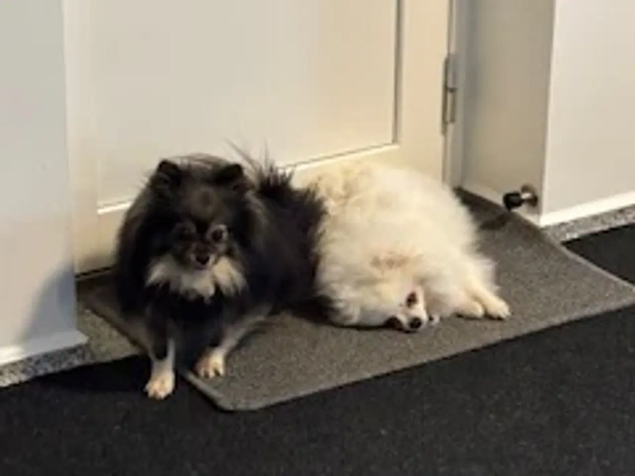 Billede 3 - Pomeranian hvalpe