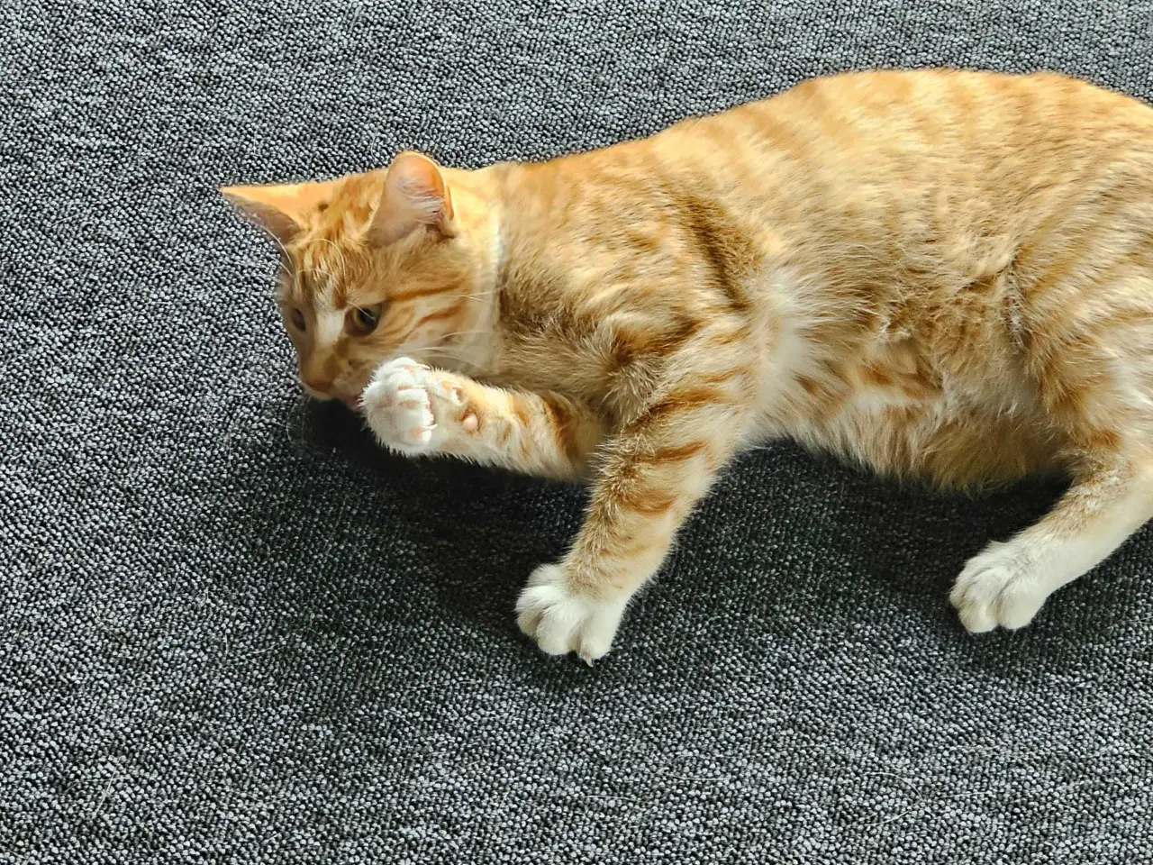 Billede 1 - Rød hun kat