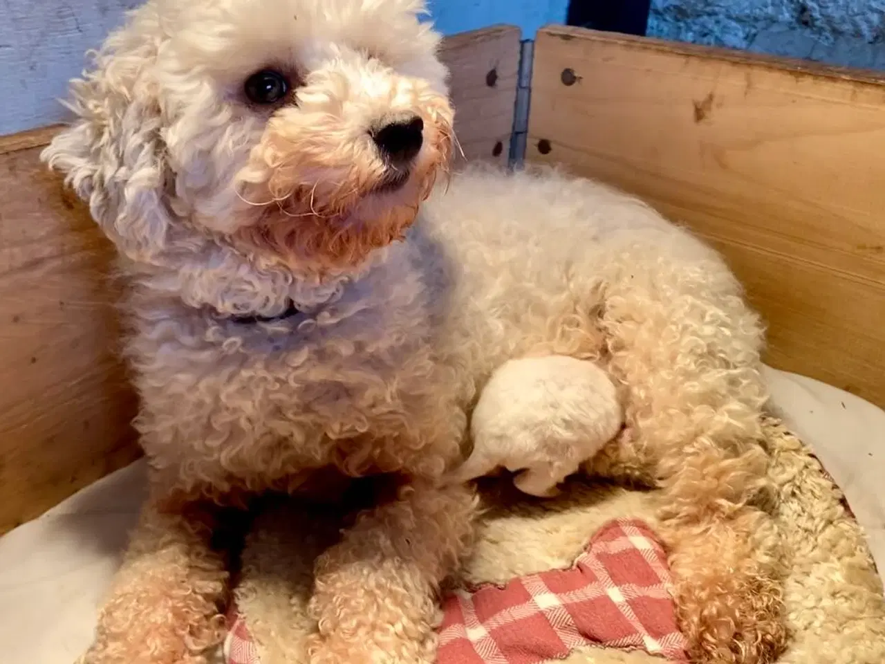 Billede 6 - Pudel / Bolognese