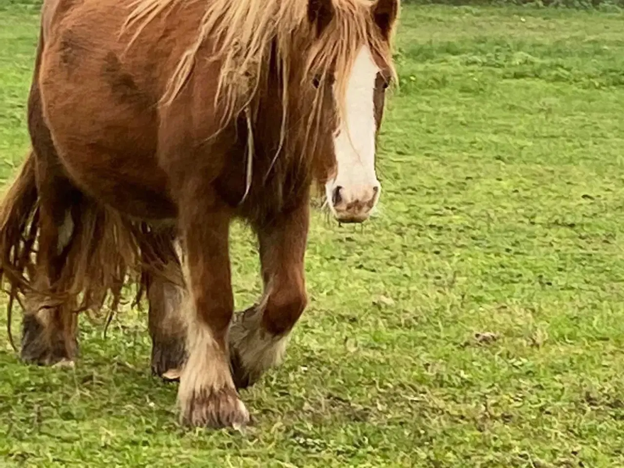 Billede 2 - Mini Irish cob
