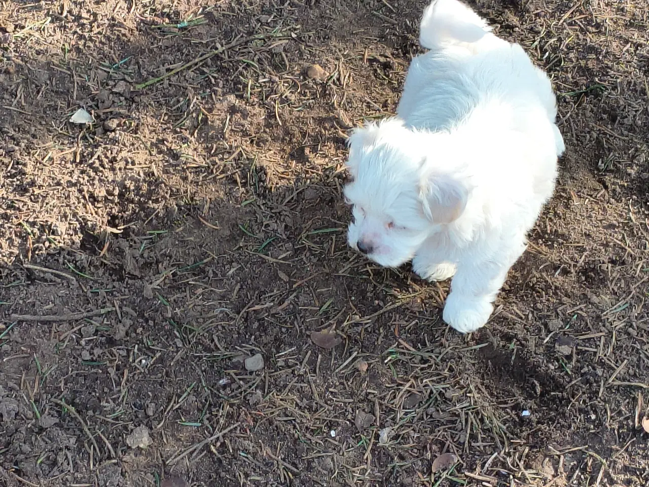 Billede 10 - Maltipoo - malteser hvalpe