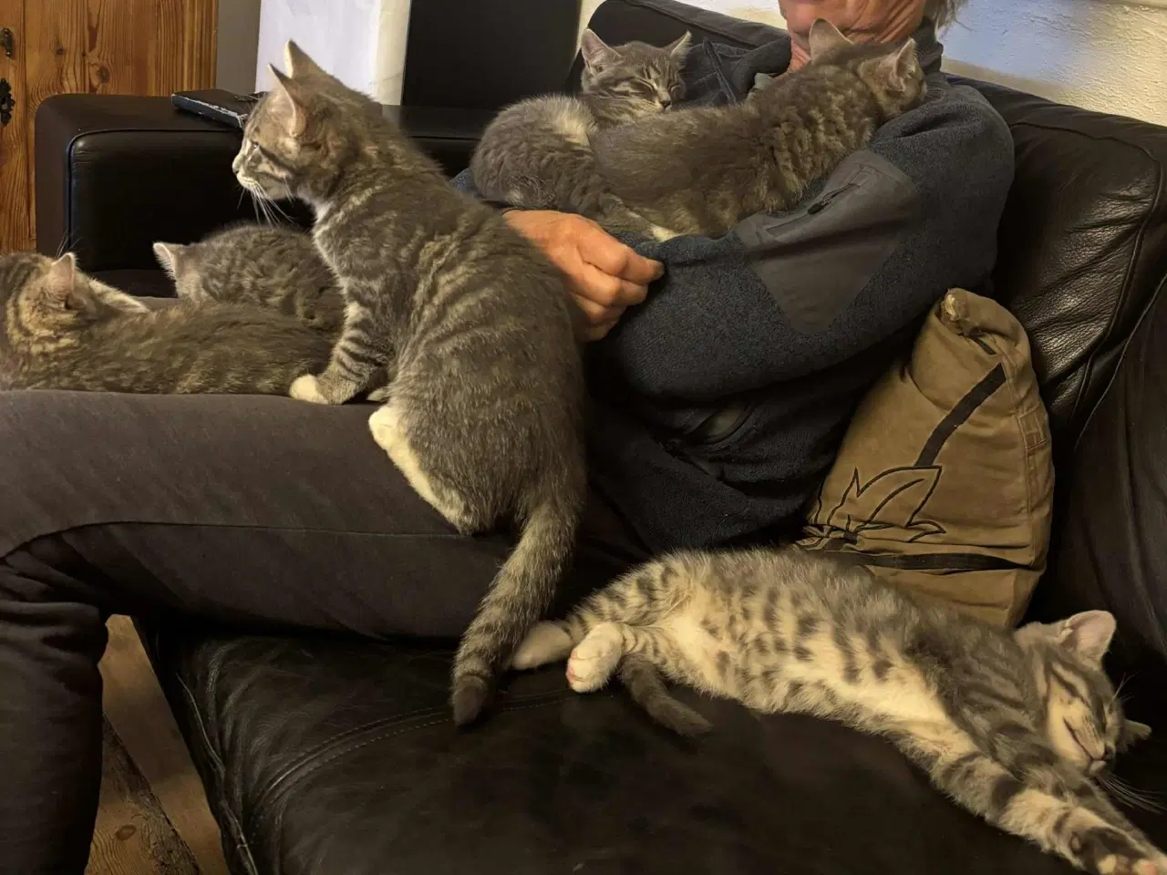 Billede 2 - Katte killing. 1/8 norsk skovkat. 1 kattekilling