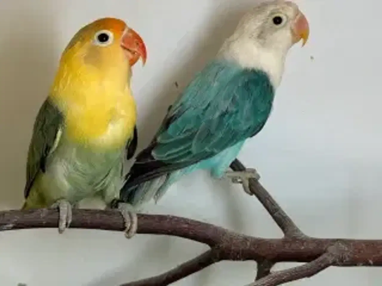 Billede 1 - Dværgpapegøjer 